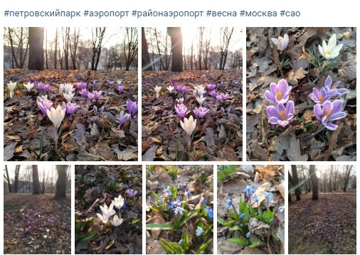 Фото дня: россыпи крокусов в районе Аэропорт
